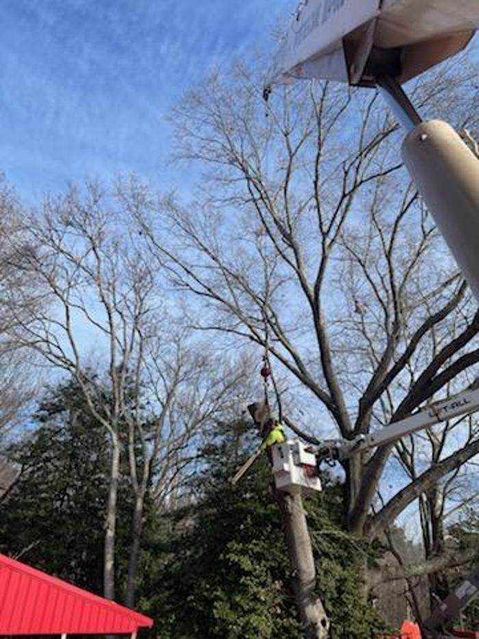 East Coast Trimmers Tree Service LLC Image