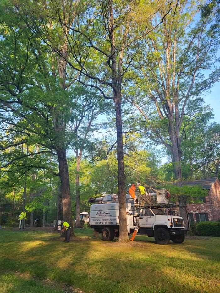 East Coast Trimmers Tree Service LLC Image