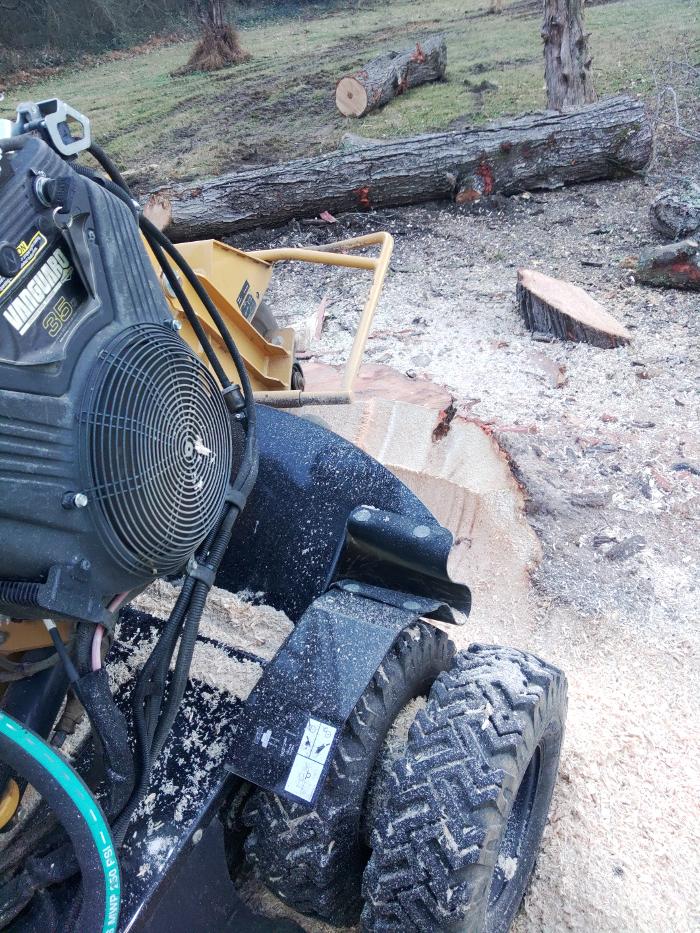 East Coast Trimmers Tree Service LLC Image