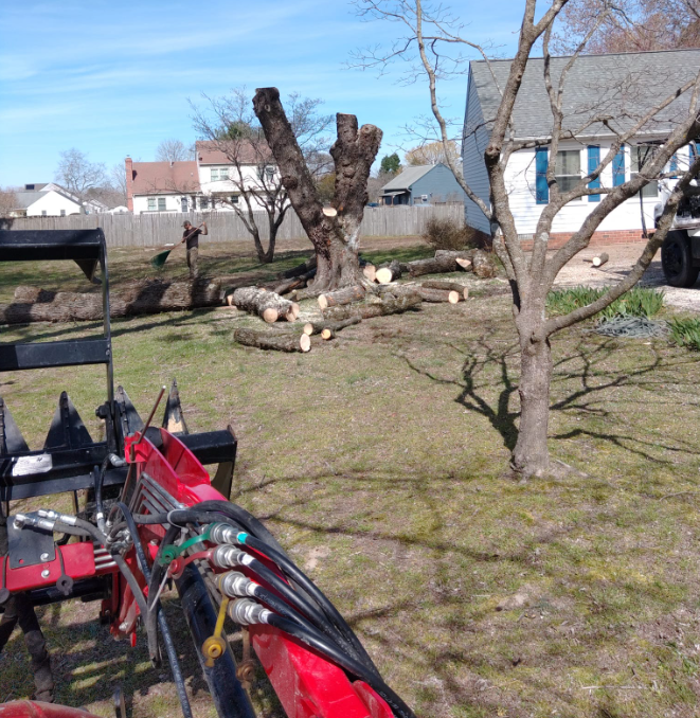 East Coast Trimmers Tree Service LLC Image