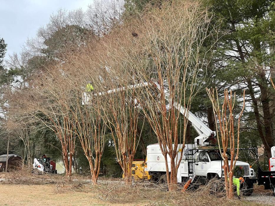 East Coast Trimmers Tree Service LLC Image