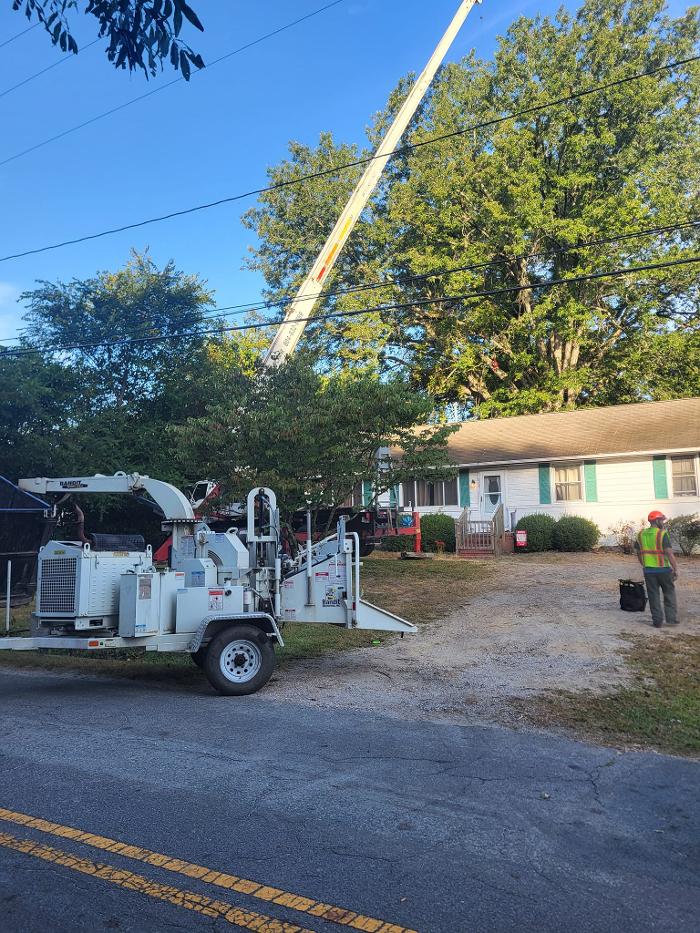 East Coast Trimmers Tree Service LLC Image