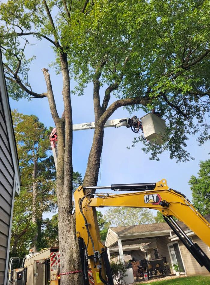 East Coast Trimmers Tree Service LLC Image
