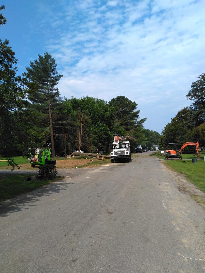 East Coast Trimmers Tree Service LLC Image