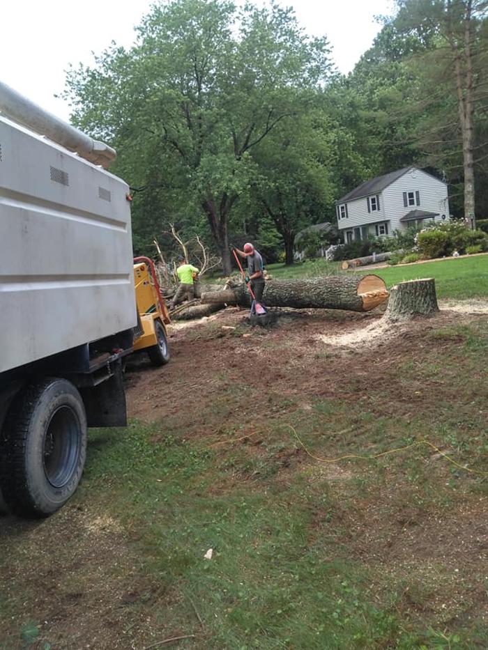 East Coast Trimmers Tree Service LLC Image