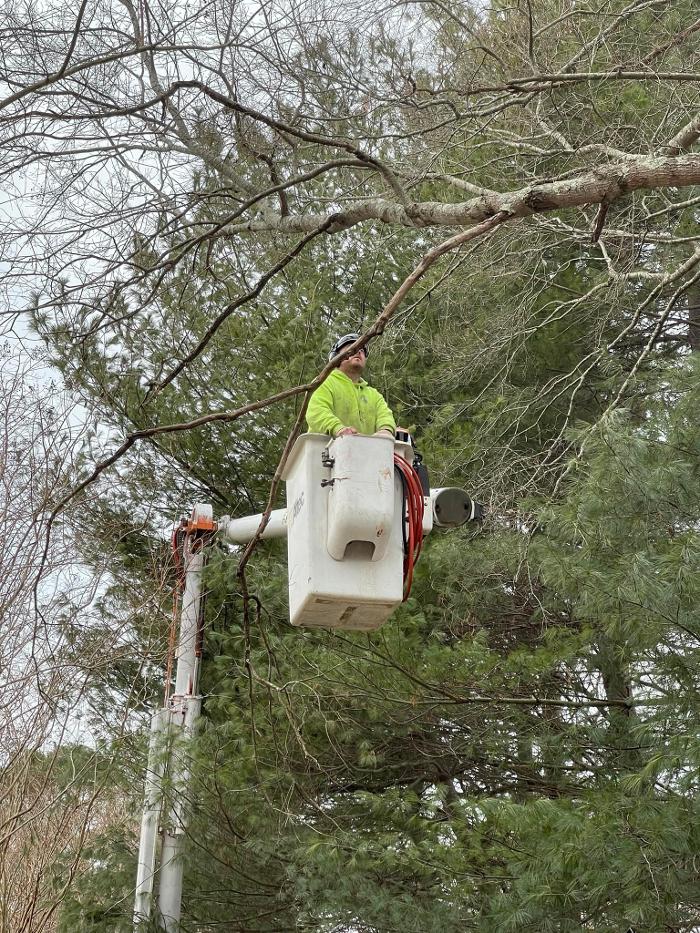 East Coast Trimmers Tree Service LLC Image