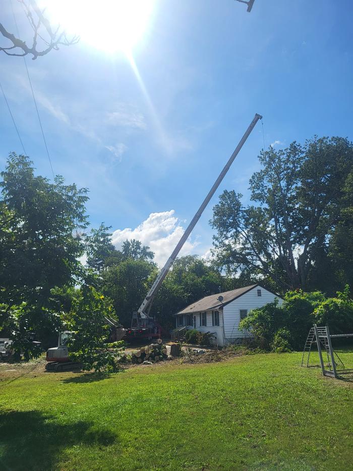 East Coast Trimmers Tree Service LLC Image