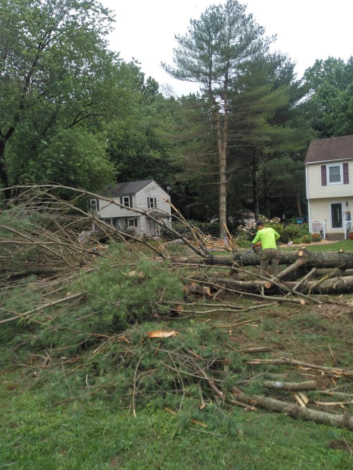 East Coast Trimmers Tree Service LLC Image