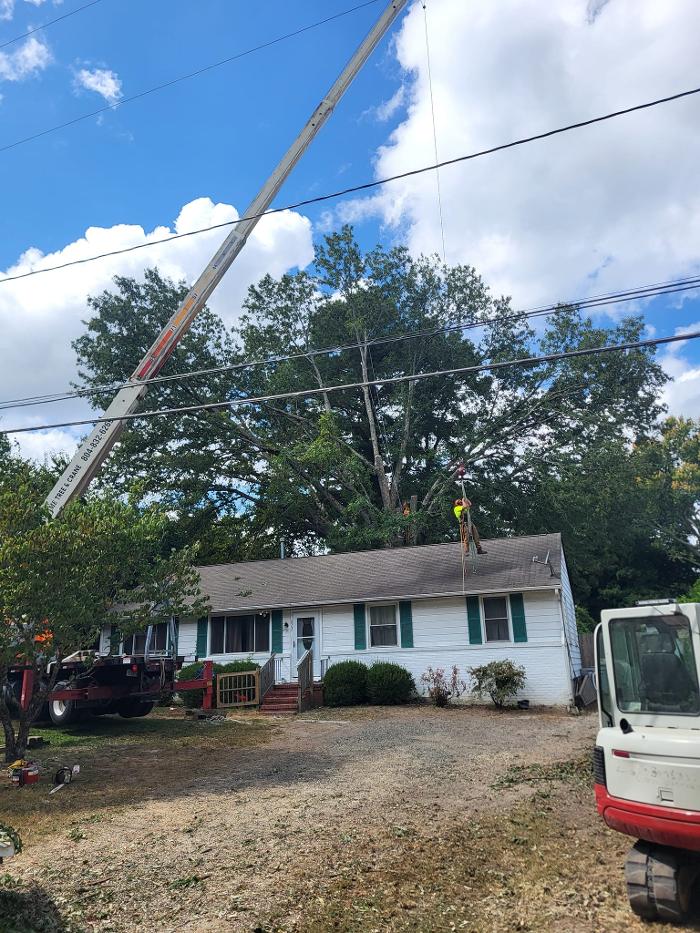 East Coast Trimmers Tree Service LLC Image