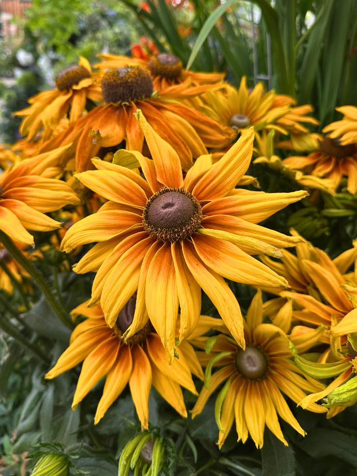 Johnsons Home & Garden - Maple Valley, WA
