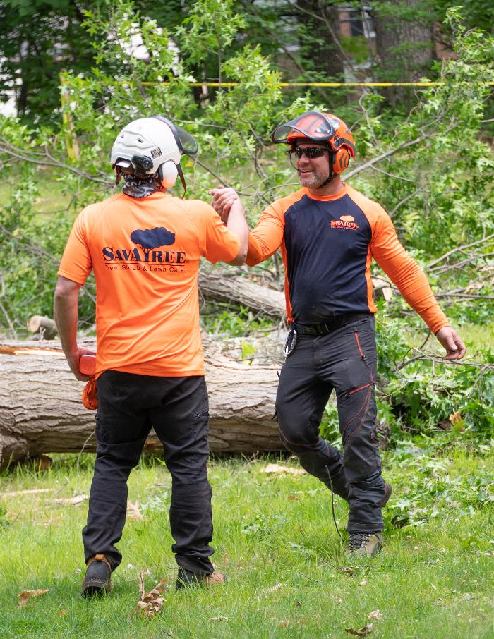 Beetlebung Tree Care - SavATree Image