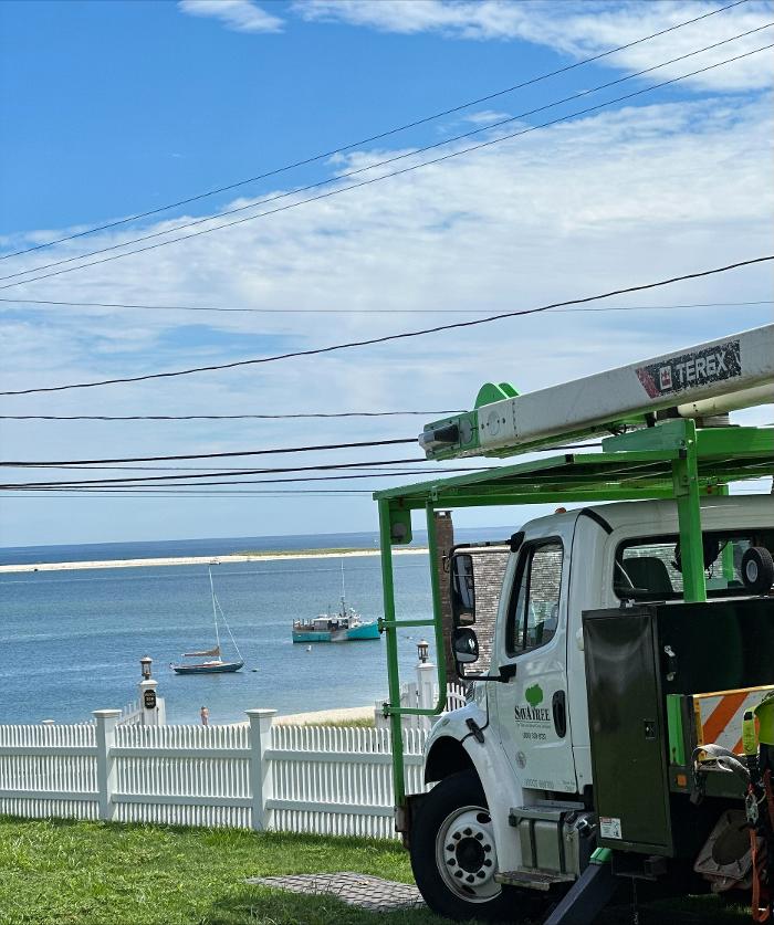 Beetlebung Tree Care - SavATree Image