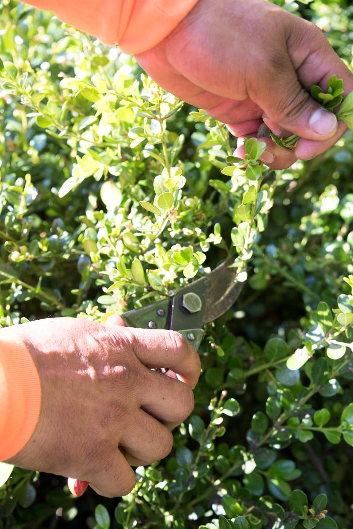 Beetlebung Tree Care - SavATree Logo