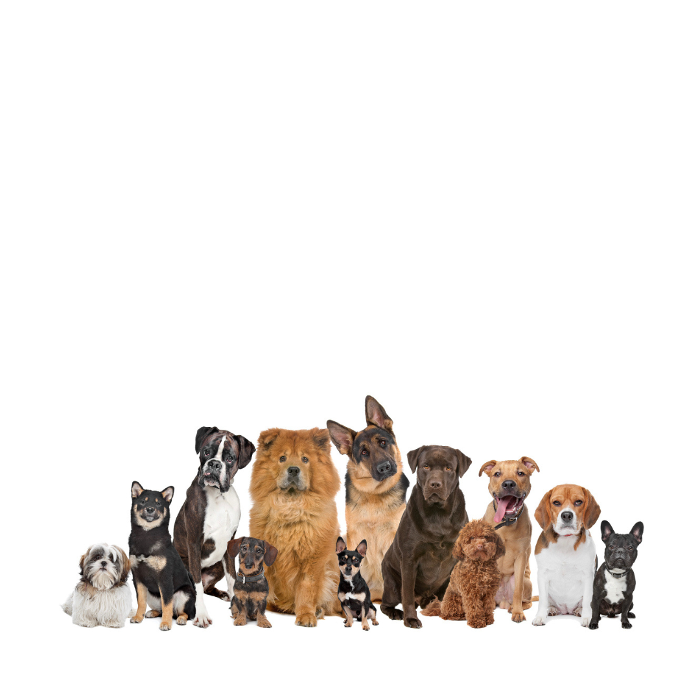 Doghead, Johannesstraße in Donnerskirchen