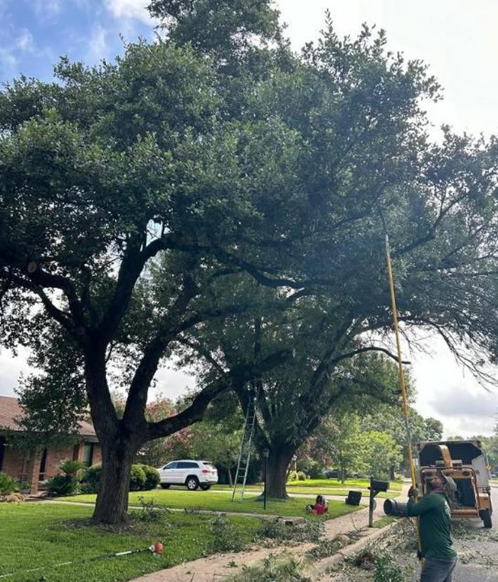 Wilder Tree Company Image