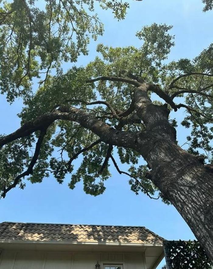 Wilder Tree Company Image