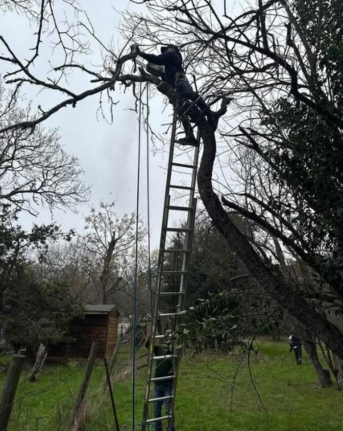 Wilder Tree Company Image