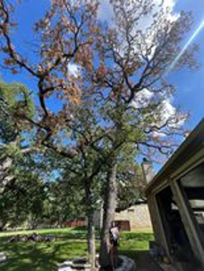 Wilder Tree Company Image