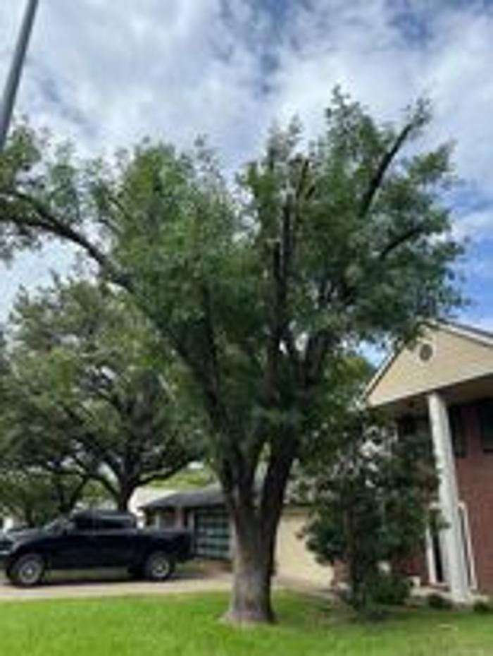 Wilder Tree Company Image