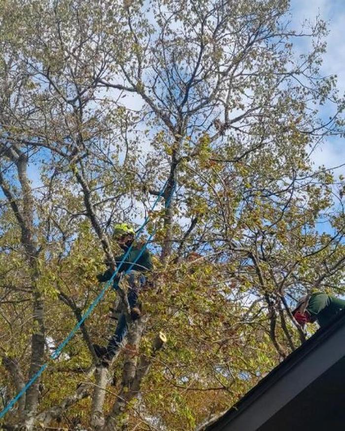 Wilder Tree Company Image