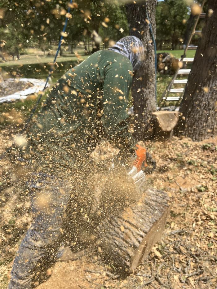 Wilder Tree Company Logo