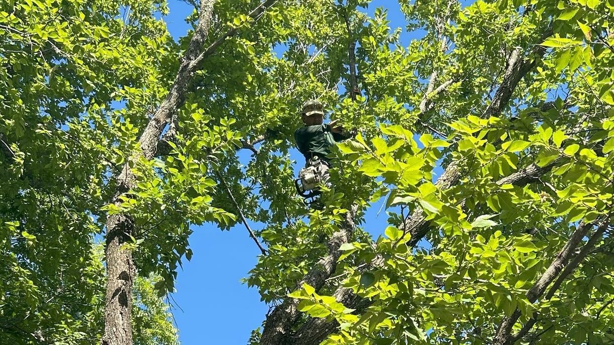 Wilder Tree Company Image