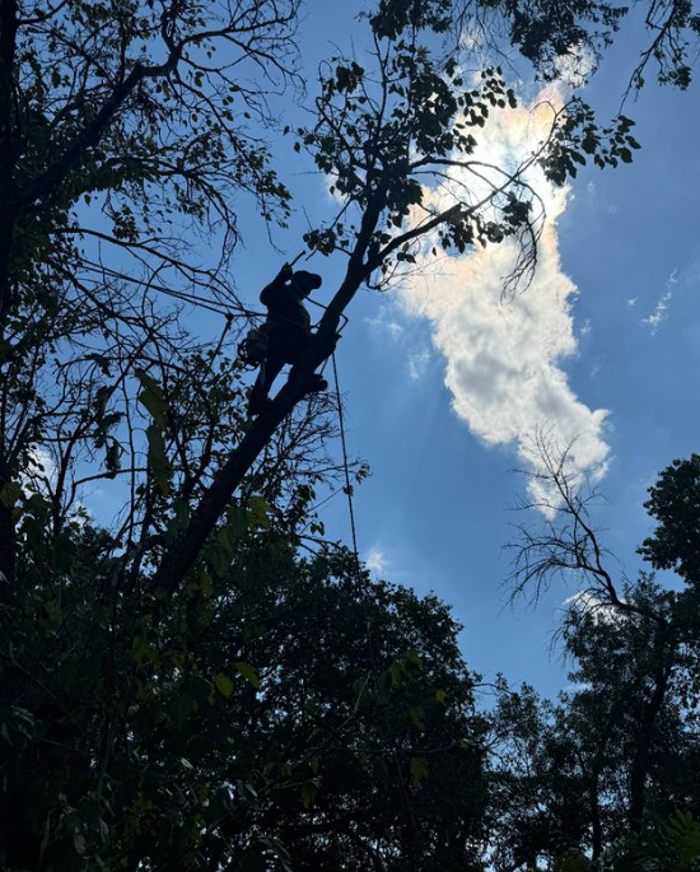 Wilder Tree Company Image