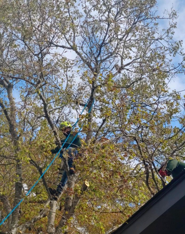 Wilder Tree Company Image