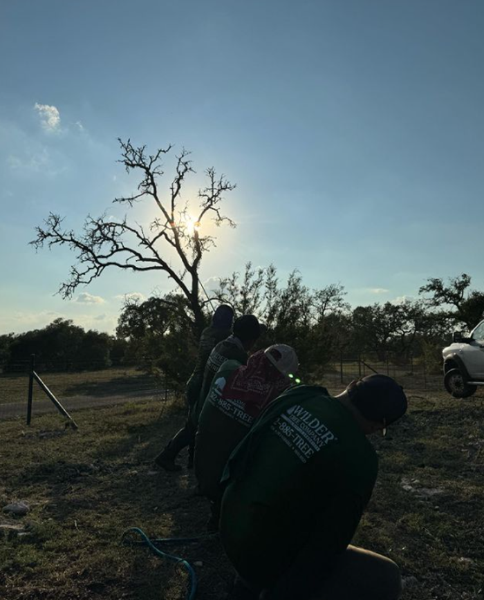 Wilder Tree Company Image