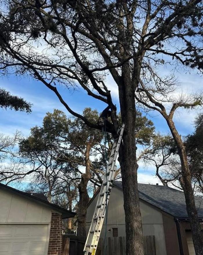 Wilder Tree Company Image