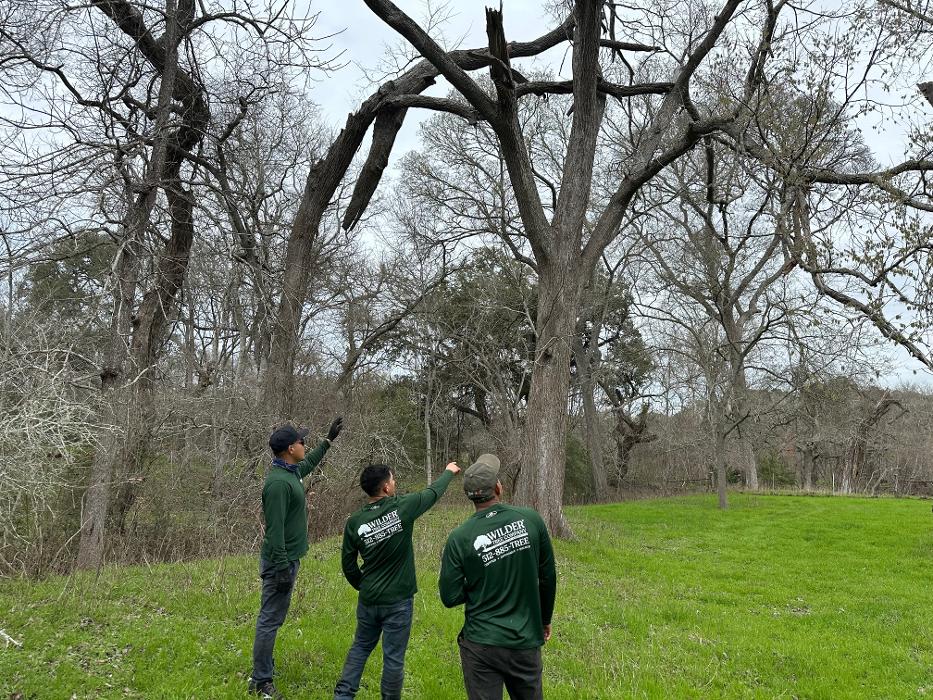 Wilder Tree Company Image