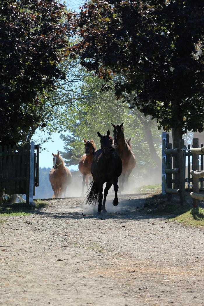 Reitschule Lautlos, Lindenhof in Weilrod