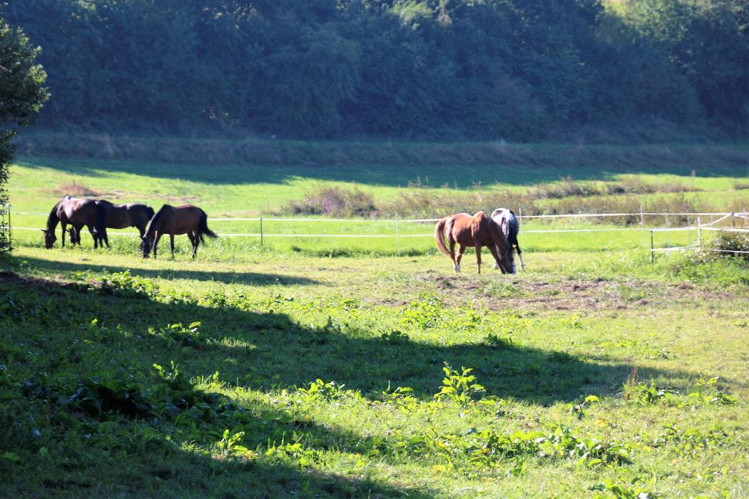Reitschule Lautlos, Lindenhof in Weilrod