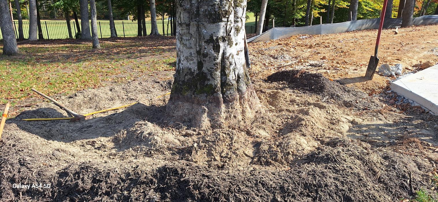 Eastern Tree Arboricultural Consulting, LLC Image