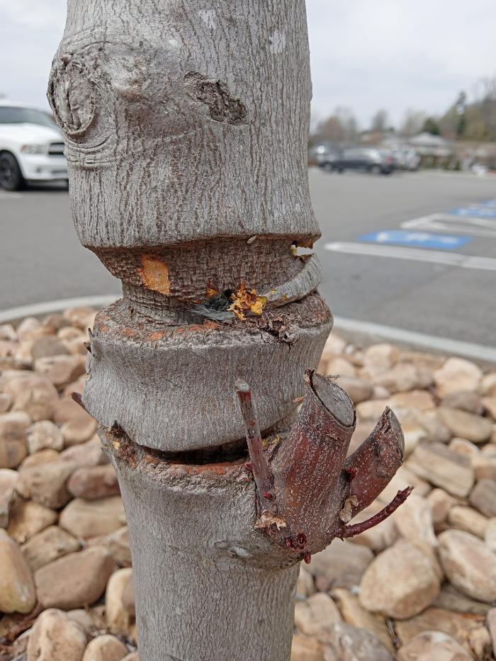 Eastern Tree Arboricultural Consulting, LLC Image