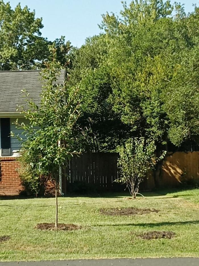 Eastern Tree Arboricultural Consulting, LLC - Powhatan, VA