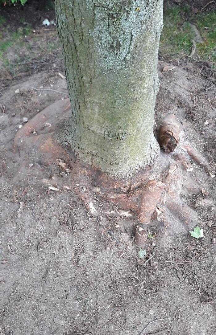 Eastern Tree Arboricultural Consulting, LLC Image