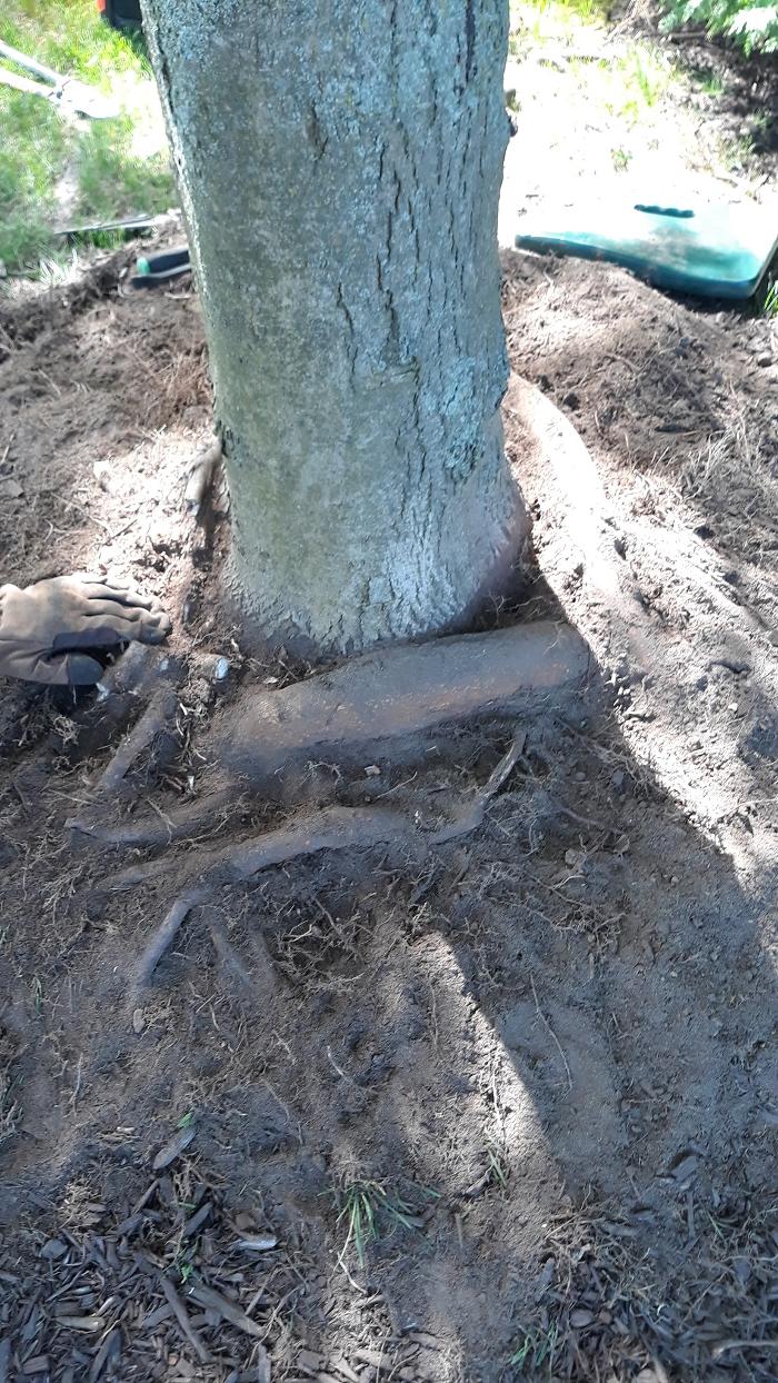 Eastern Tree Arboricultural Consulting, LLC Image