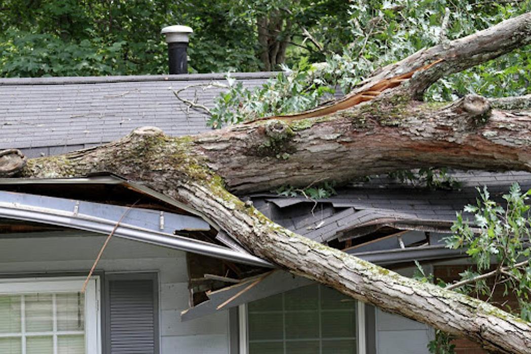 Affordable Tree Service and Landscape Company - Fort Walton Beach, FL