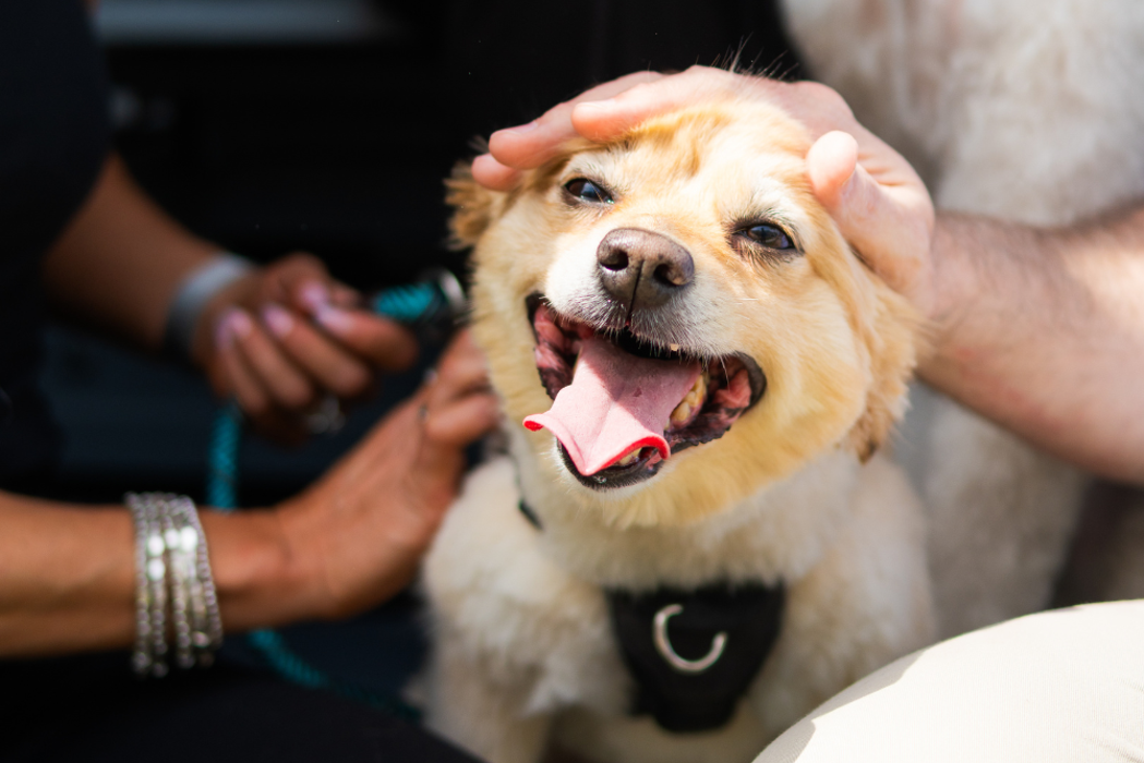 HydroDog Peachtree City - Peachtree City, GA