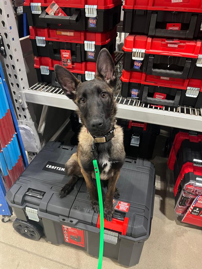 Alpha K9 Connections - Toledo, OH