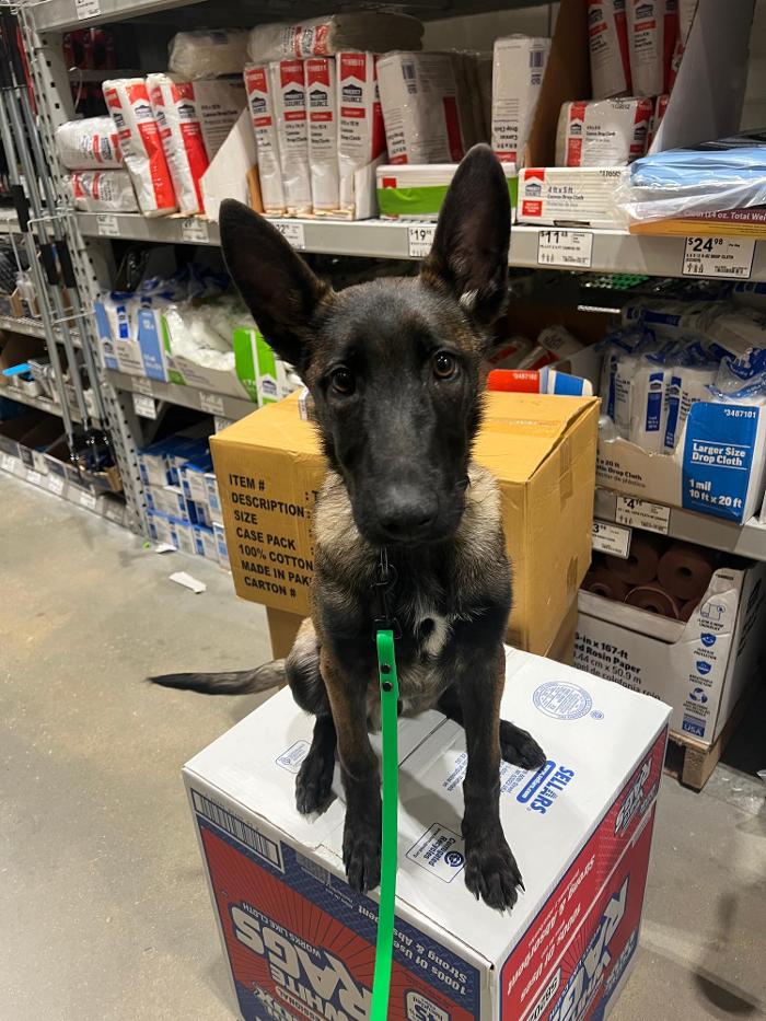 Alpha K9 Connections - Toledo, OH