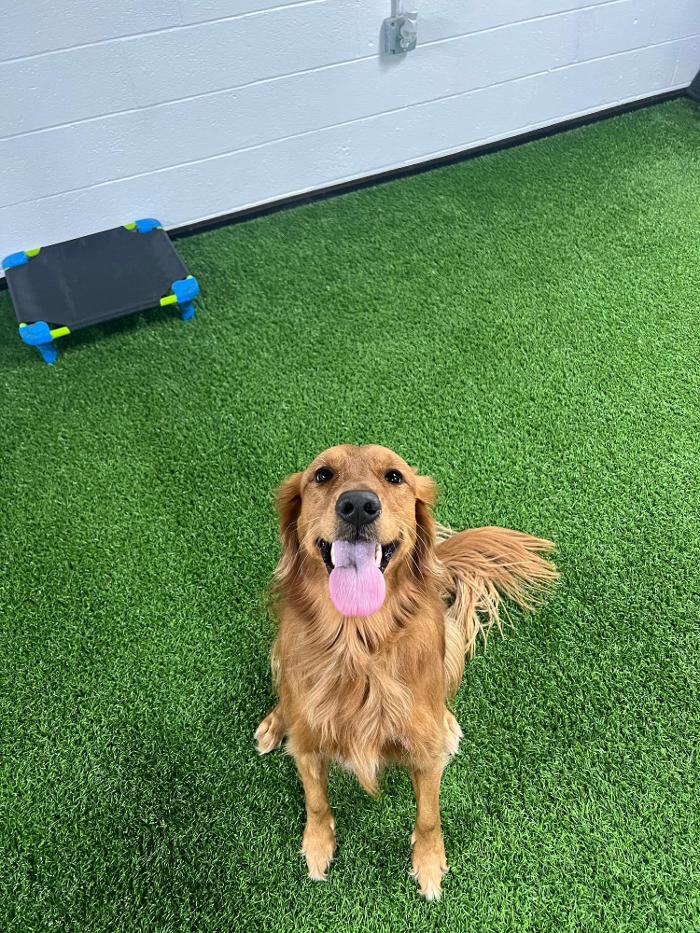 Alpha K9 Connections - Toledo, OH