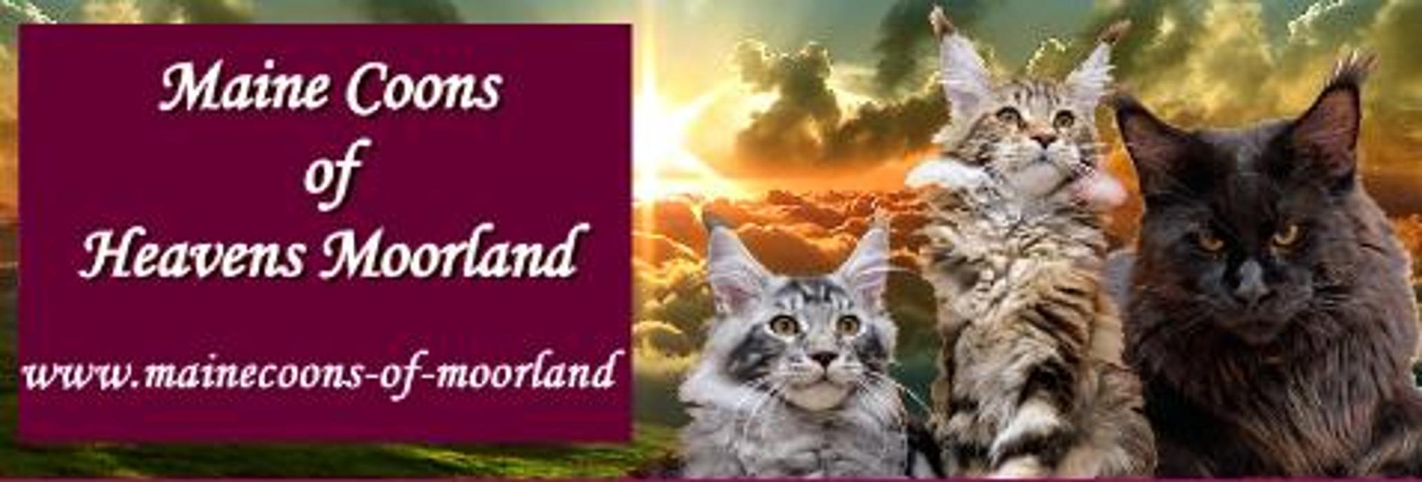Maine Coons of Heavens Moorland, An der Karlshorster Heide in Berlin