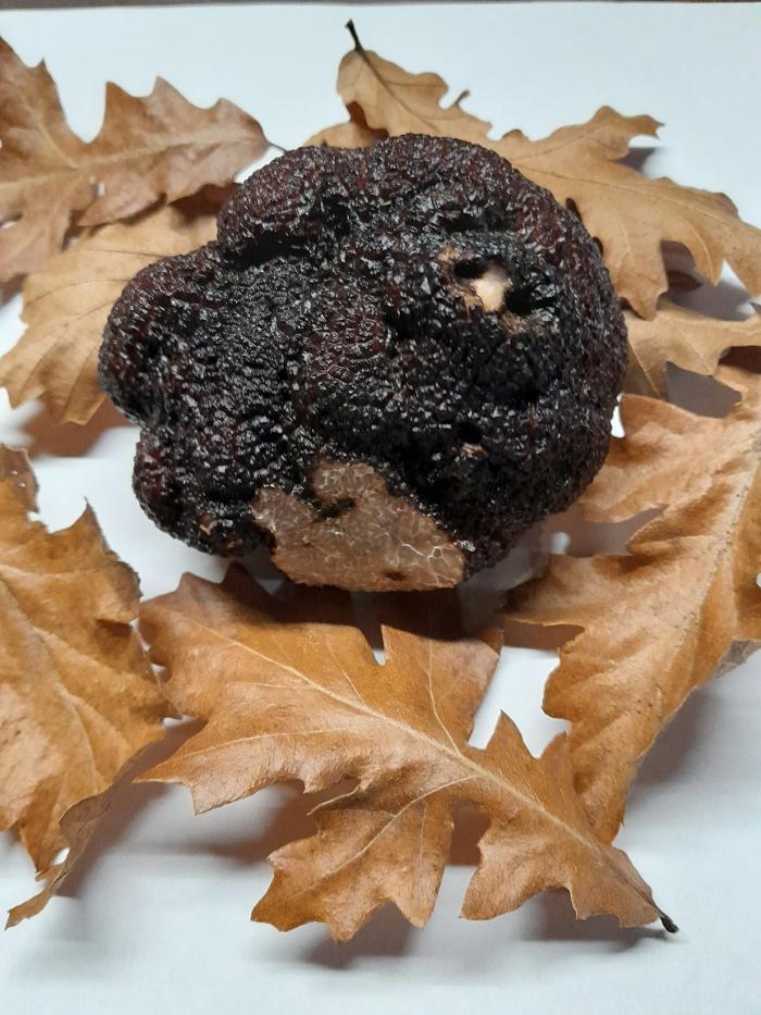 La Truffe du Mont, Christophe Corbaz, Chemin de Longeraie in Le Mont-sur-Lausanne