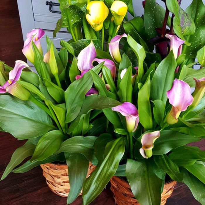 Morrison's Flowers & Gifts | Florist - Williamsburg, VA