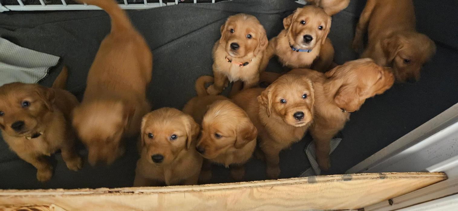 Stacy's Golden Retrievers