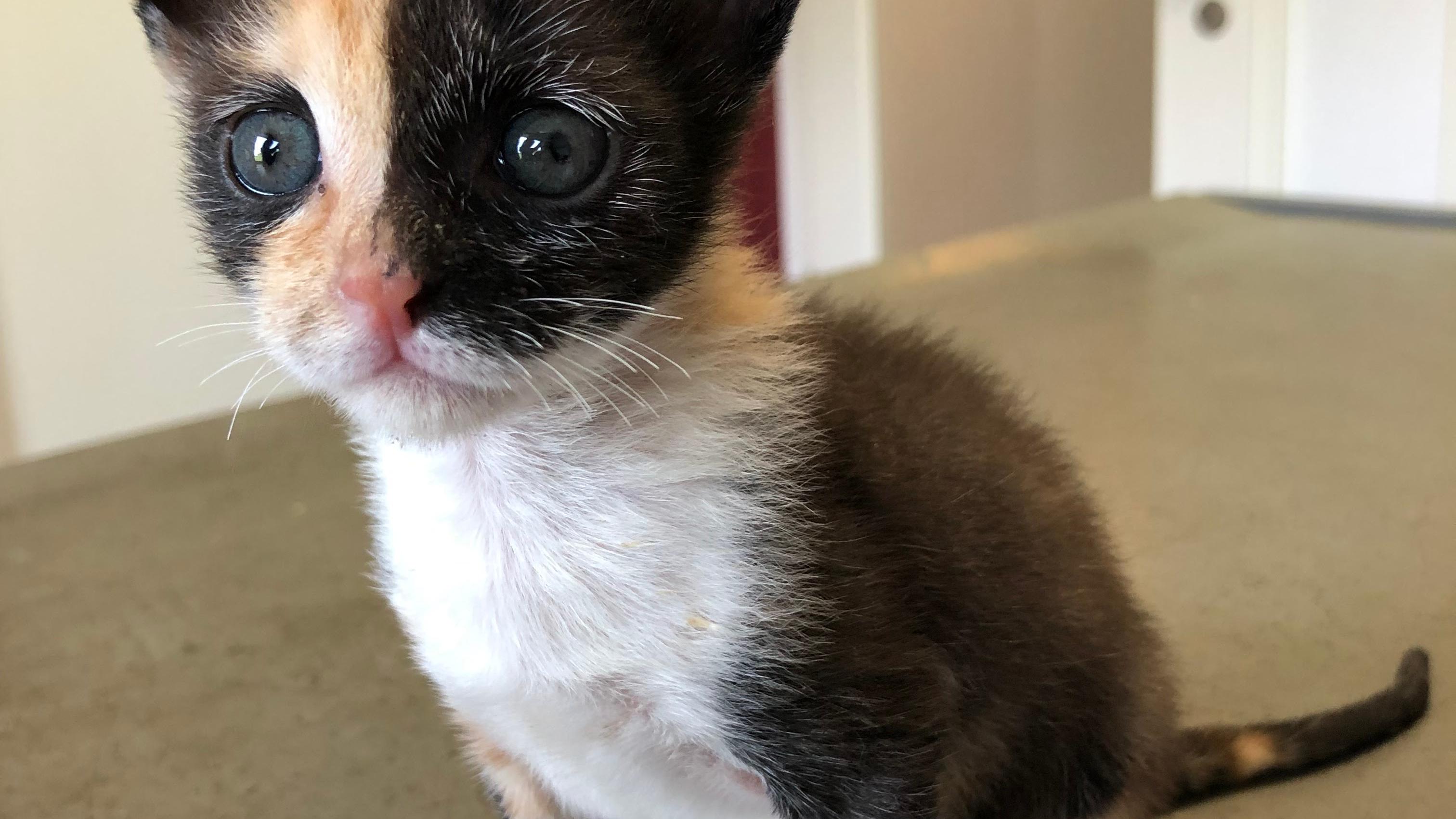 Tierarztpraxis Dr. Hans-Peter Larscheid, Auf Drei Vierteln in Antweiler