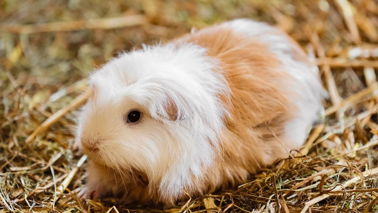 Tierärzte am Kuhberg, Warndtstraße in Ulm