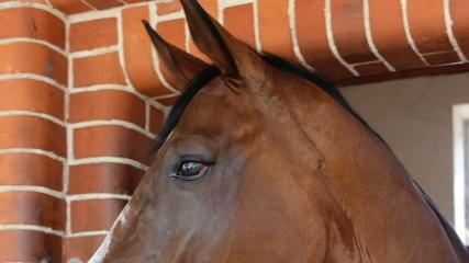 Praxis für Osteopathie & Naturheilkunde - Andreas Simon - Heilpraktiker, Taunusstraße in Bad Soden am Taunus